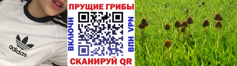 Псилоцибиновые грибы прущие грибы  Ясногорск 